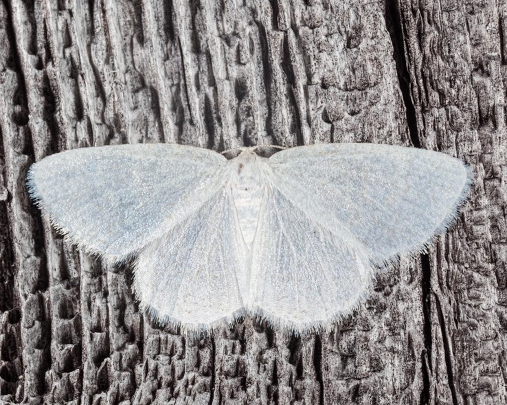 6270 Virgin Moth (Protitame virginalis) female