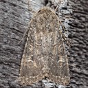 9382  Glassy Cutworm Moth (Apamea devastator)