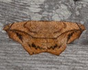 6982  Large Maple Spanworm Moth (Prochoerodes lineola)