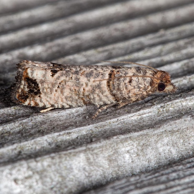 2906 Eye-spotted Bud Moth (Spilonota ocellana)