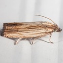 2908 - Phaneta radiatana