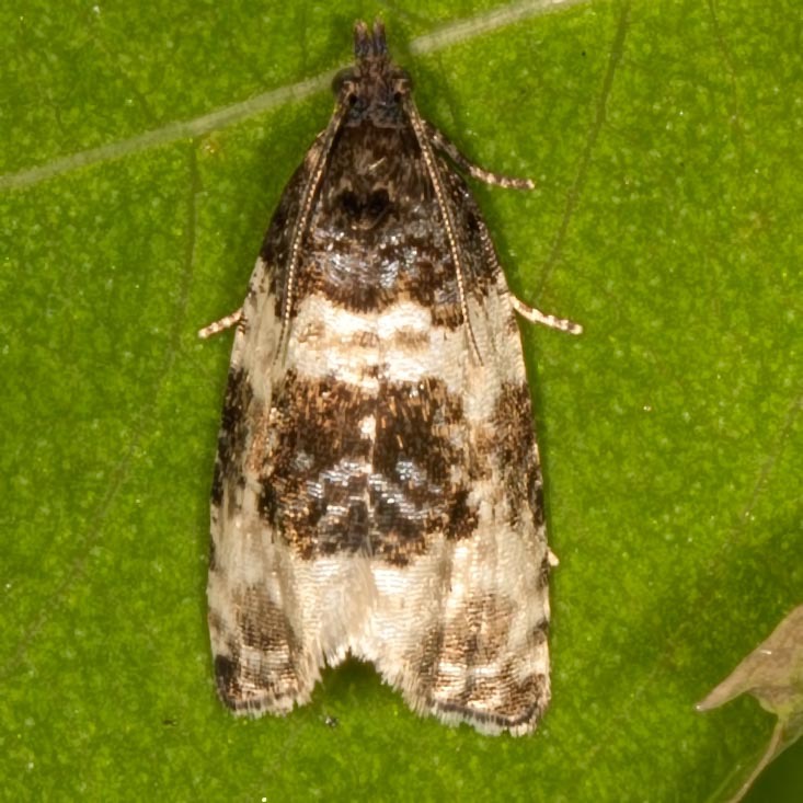 2770 Dusky Leafroller (Orthotaenia undulana)