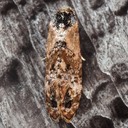3776 Hoffman's Cochlid Moth (Cochylis hoffmanana)