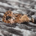 3776 Hoffman's Cochlid Moth (Cochylis hoffmanana)