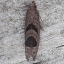 2936  Aster-head Phaneta Moth (Phaneta tomonana)