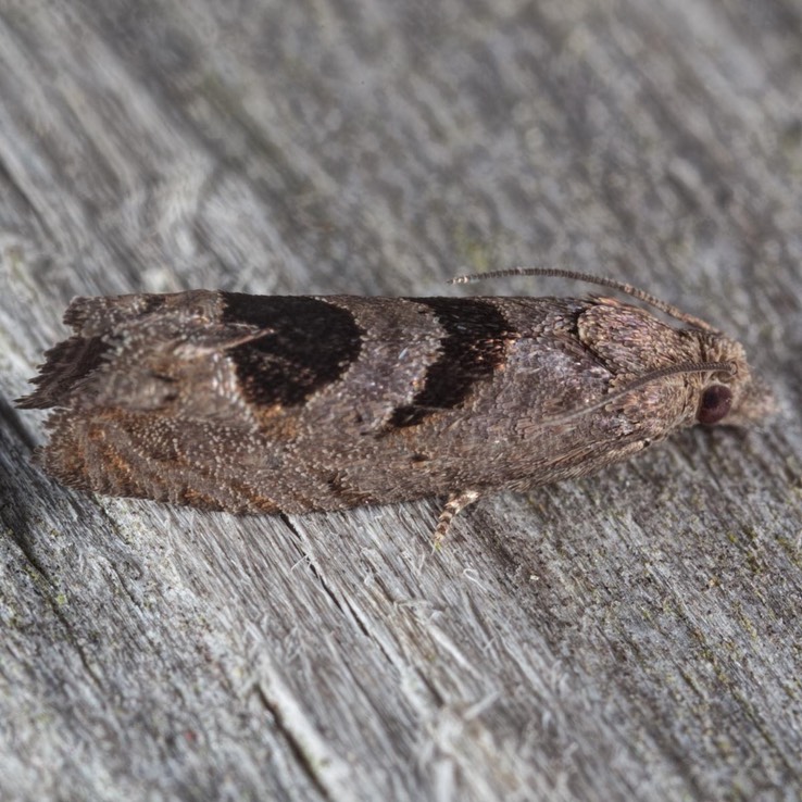 2936  Aster-head Phaneta Moth (Phaneta tomonana)