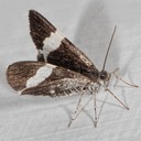 7430 White-striped Black Moth (Trichodezia albovittata) 