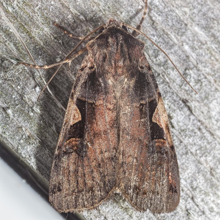 10942.1 Greater Black-letter Dart (Xestia dolosa) 