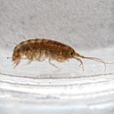 Amphipod (Senticaudata)