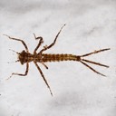 Narrow-winged Damselfly nymph (Coenagrionidae)