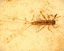 Pronggilled Mayfly (Leptophlebiidae)