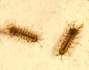 Isopods (Caecidotea sp.)