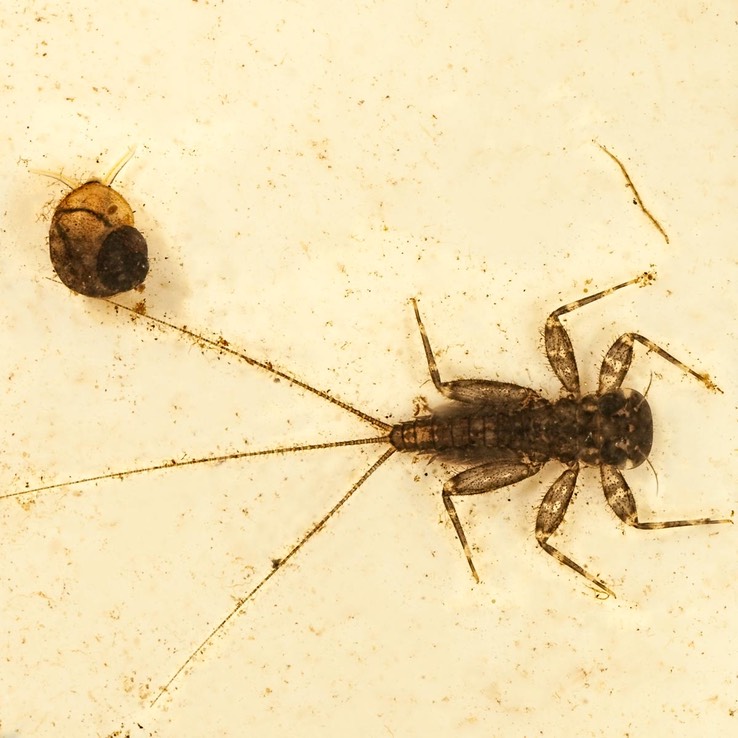 Snail, Flatheaded Mayfly  and Biting Midge (Tribe Palpomyiini)