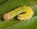 9243 Ovate Dagger complex (Acronicta ovata/haesitata/increta)