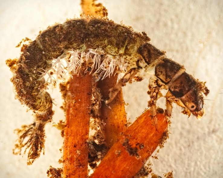 Net-spinning Caddisfly (Hydropsyche sp.)