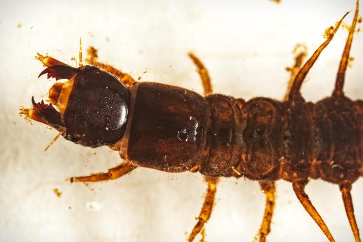 Dobsonfly (Corydalus sp.)