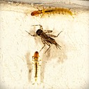 Fingernet Caddisfly (Chimarra aterrima) and Flatheaded Mayfly (Maccaffertium sp.)