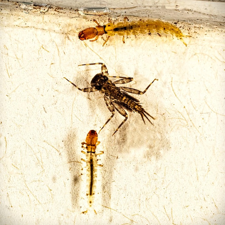 Fingernet Caddisfly (Chimarra aterrima) and Flatheaded Mayfly (Maccaffertium sp.)