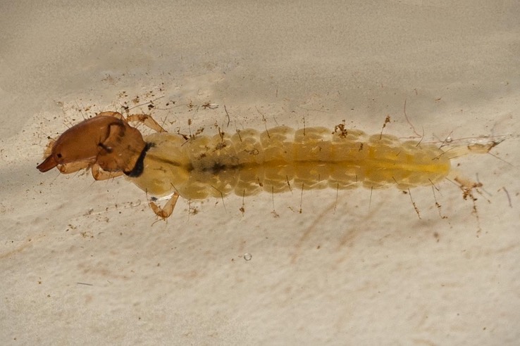 Fingernet Caddisfly (Chimarra aterrima)