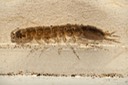 Freshwater Isopod (Caecidotea)