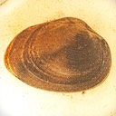 Fingernail Clam (Sphaeriidae) perhaps (Spaerium stratinum)