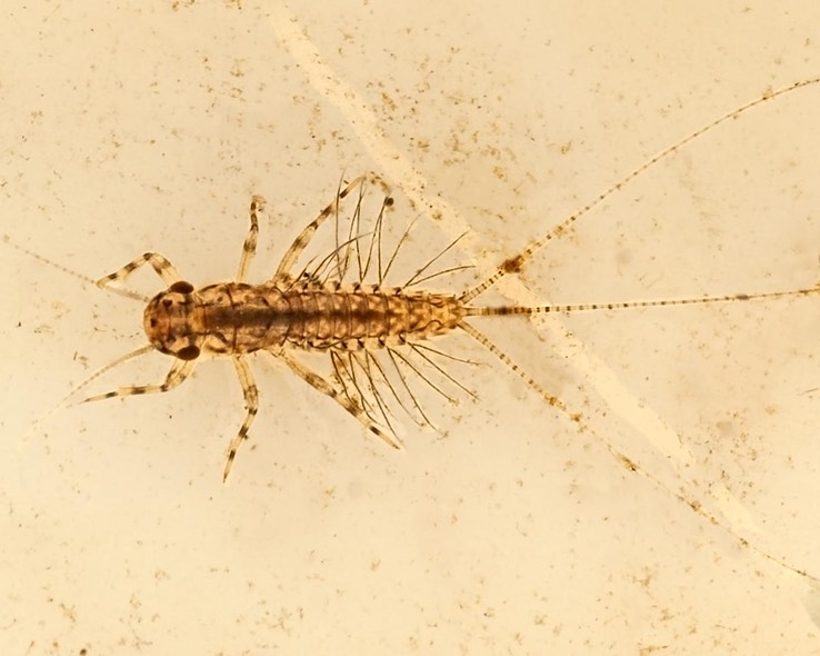 Pronggilled mayfly (Paraleptophlebia sp.)