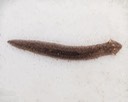 Flatworm (Turbellaria)