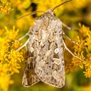 10838 Rubbed Dart (Euxoa detersa) 