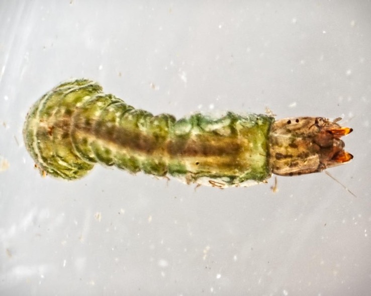 Black Fly  larva (Stegopterna sp.)