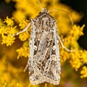 10838 Rubbed Dart (Euxoa detersa) 