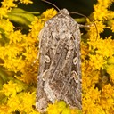 10838 Rubbed Dart (Euxoa detersa) 