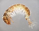 Netspinning Caddisfly (Hydropsyche sparna)