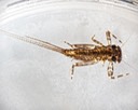 Flatheaded Mayfly (Maccaffertium sp.)