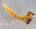 Fingernet Caddisfly (Chimarra aterrima)