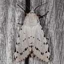 8131 Salt Marsh moth (Estigmene acrea)