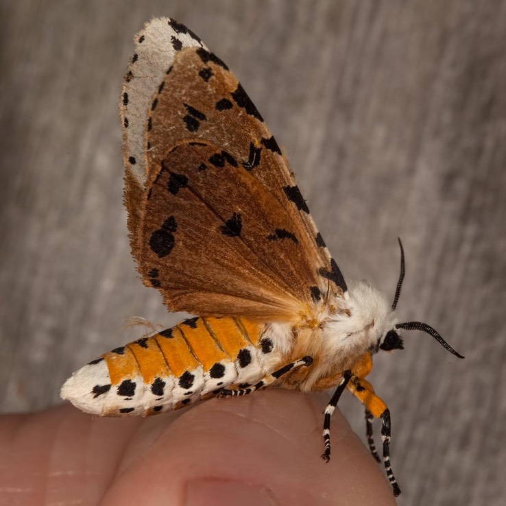 8131 Salt Marsh moth (Estigmene acrea)
