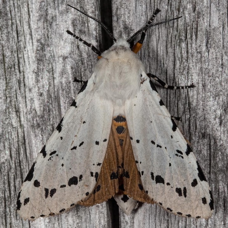 8131 Salt Marsh moth (Estigmene acrea)