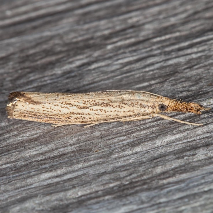 5399 Lesser Vagabond Sod Webworm (Agriphila ruricolella)