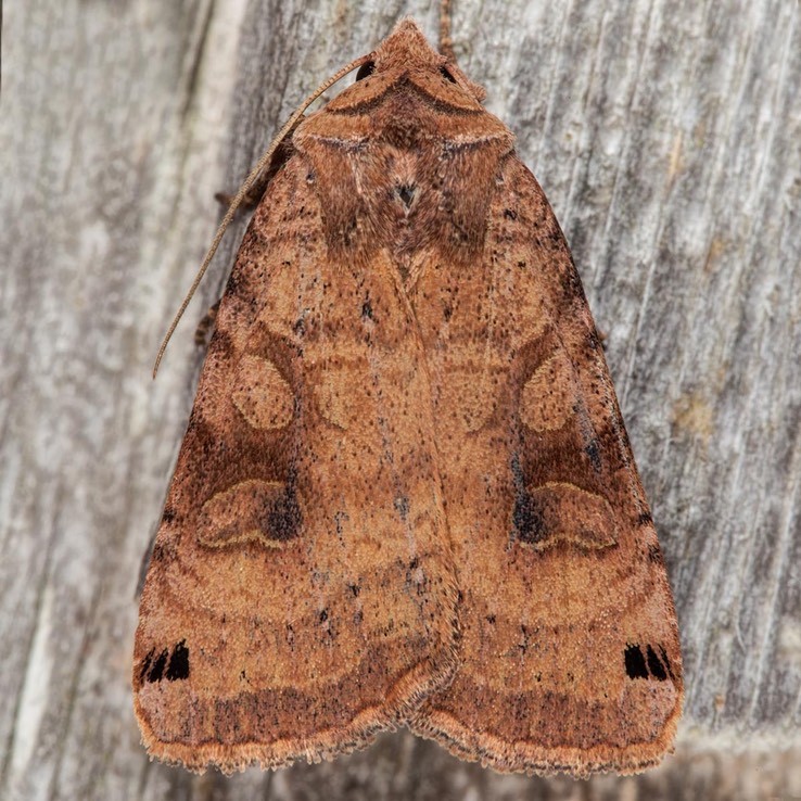 10944 Smith's Dart (Xestia smithii)