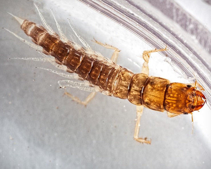 Alderfly (Sialis sp.)