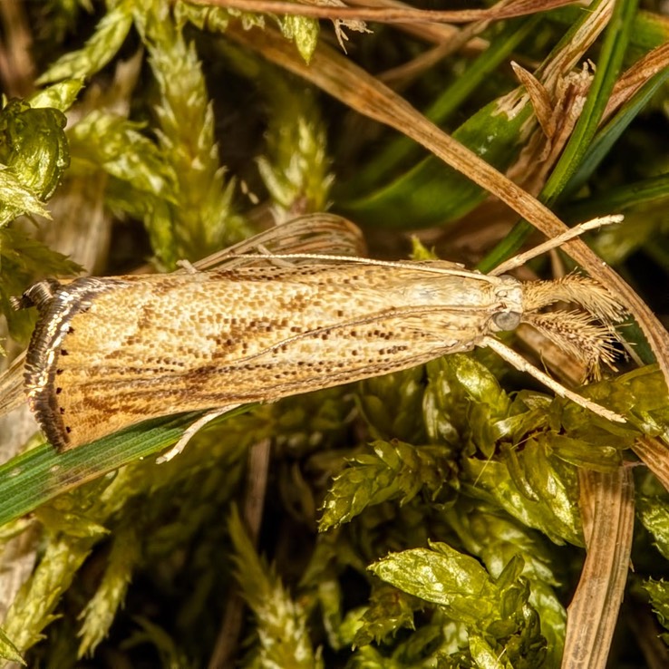 5399 Lesser Vagabond Sod Webworm (Agriphila ruricolella)