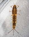 Mayfly