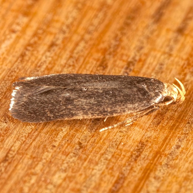 1140 (Glyphidocera lithodoxa)