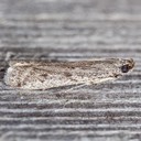 5936 - Homoeosoma stypticella