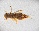 Small Squaregilled Mayfly (Caenis sp.)