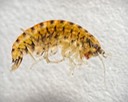 Amphipod