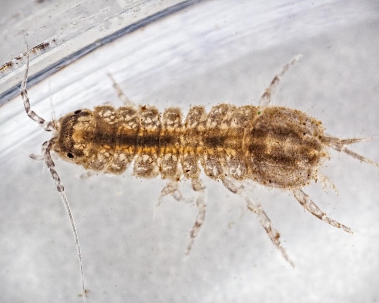 Freshwater Isopod (Caecidotea)