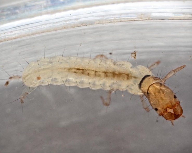 Fingernet Caddisfly (Chimarra aterrima)