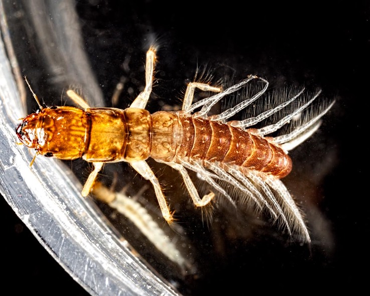 Alderfly (Sialis sp.)