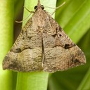 8452 Large Bomolocha Moth (Hypena edictalis)